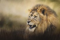 Snarling Fine Art Print