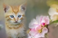 Sweetness In A Small Package Fine Art Print