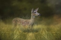 Young Buck In The Meadow Fine Art Print