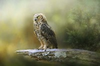A Night With The Great Horned Owl 3 Fine Art Print