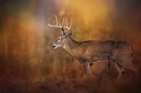 Big Buck In Autumn Fine Art Print