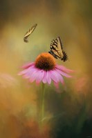 Butterflies At Play Fine Art Print