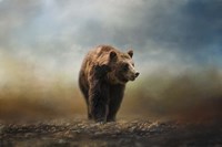 Grizzly On The Rocks Fine Art Print