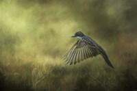 Hovering Fine Art Print