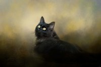 In The Garden Light Fine Art Print