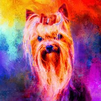 Jazzy Yorkshire Terrier Fine Art Print