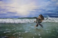 Juvenile Eagle At Sea Fine Art Print