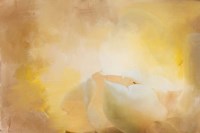 Late Magnolia 1 Framed Print