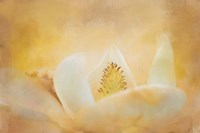 Late Magnolia 2 Fine Art Print