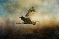 Low Flyer Fine Art Print