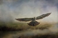 Mississippi Kite In The Marsh Fine Art Print
