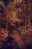 Shiloh Creek 1 Fine Art Print