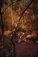 Shiloh Creek 2 Fine Art Print