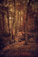 Shiloh Creek 3 Fine Art Print
