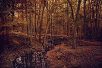 Shiloh Creek 4 Fine Art Print