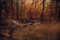 Shiloh Creek 6 Fine Art Print