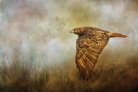 Stealthy Hunter Fine Art Print