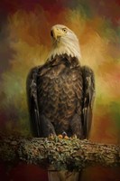 The Bald Eagle In Autumn Fine Art Print