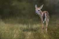Tiny Fawn In The Meadow Fine Art Print