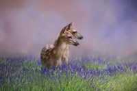 Twin Fawns In The Lavender Fine Art Print