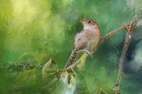 Wren In The Garden Fine Art Print