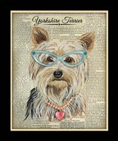 Yorkshire Terrier Framed Print