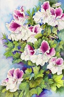 Regal Geranium Fine Art Print