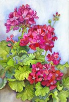 Bold Blue Sky Bright Geraniums Fine Art Print