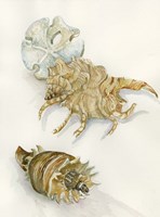 Shell Study Fine Art Print