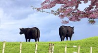 Cows Fine Art Print
