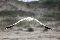 Flight Fine Art Print