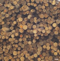 Logs Fine Art Print