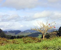 New Zealand 2 Fine Art Print