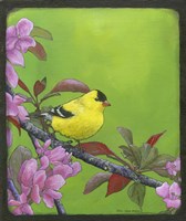 Goldfinch Fine Art Print