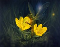 Night Harvest - N Fine Art Print