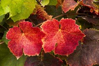 Autumn Leaves 2 Fine Art Print