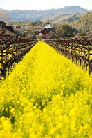 In Full Bloom Fine Art Print