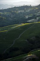 In the Spotlight Fine Art Print