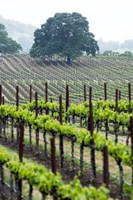 Oak and Vines Fine Art Print