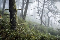 Primeval Woods Fine Art Print