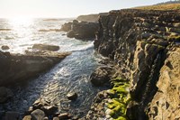 Wild Sonoma Coast Fine Art Print