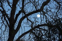 Winter Moon Fine Art Print
