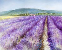 Lavender III Fine Art Print