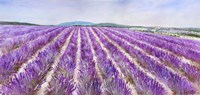 Lavender V Fine Art Print