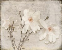 Spring Magnolia Fine Art Print