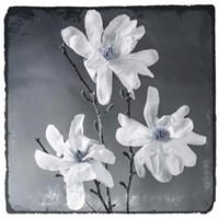 Blue Magnolia 2 Fine Art Print