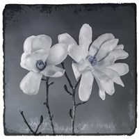 Blue Magnolia 3 Fine Art Print