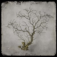 Golden Sea 2 Framed Print