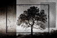 July Tree Fine Art Print