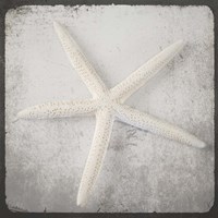 Vintage Natuical Set 2 Fine Art Print